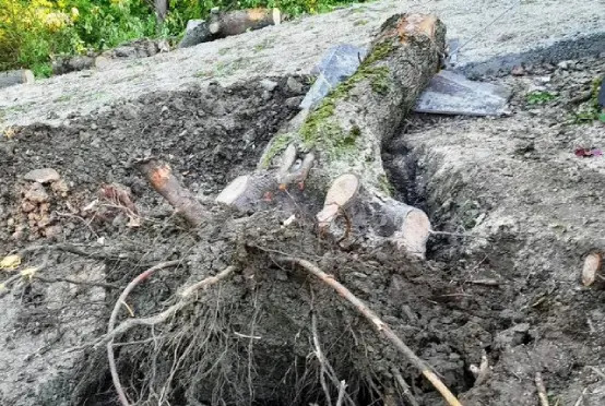 Удаление пней Минск